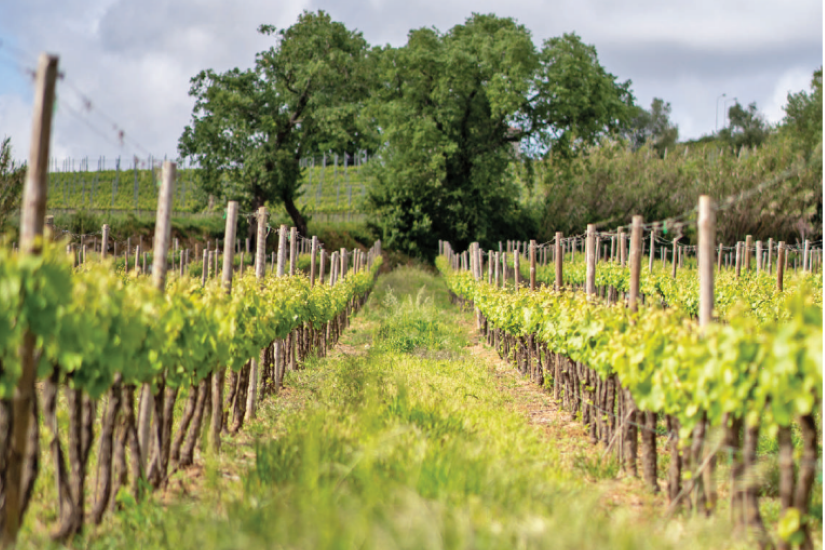 Programa Trilhas e Vinhos - Cas'Amaro
