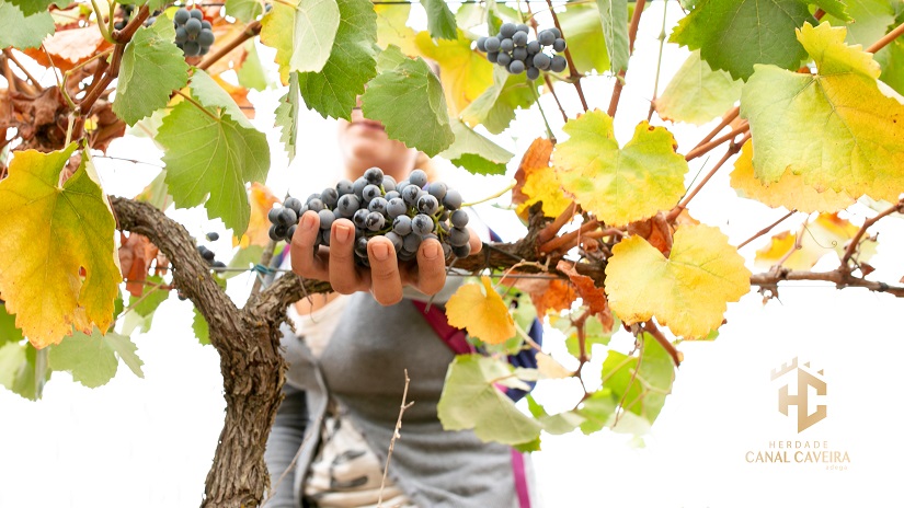 Prova de Vinhos - Herdade Canal Caveira