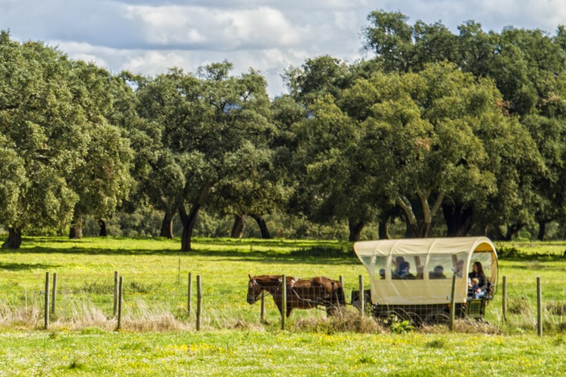 Visita à Quinta da Lagoalva com prova de vinho e passeio de Charrete