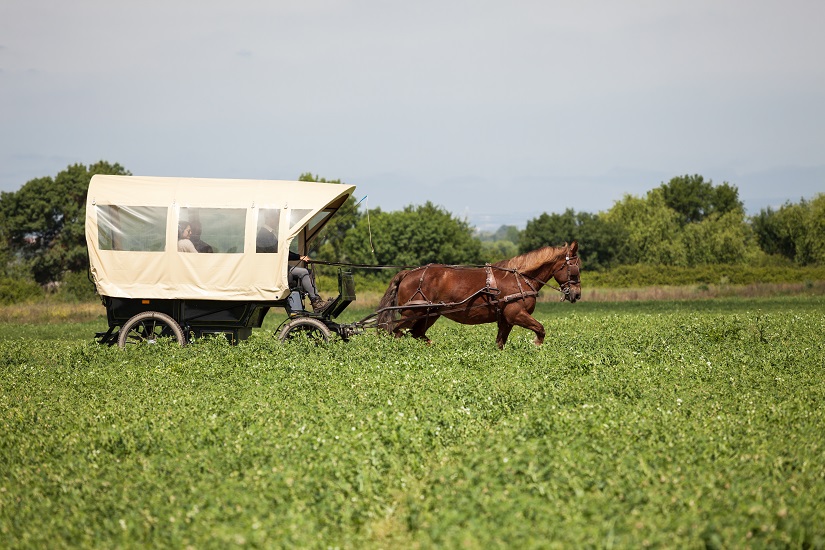 Visita à Quinta da Lagoalva com prova de vinho, passeio de Charrete e Almoço
