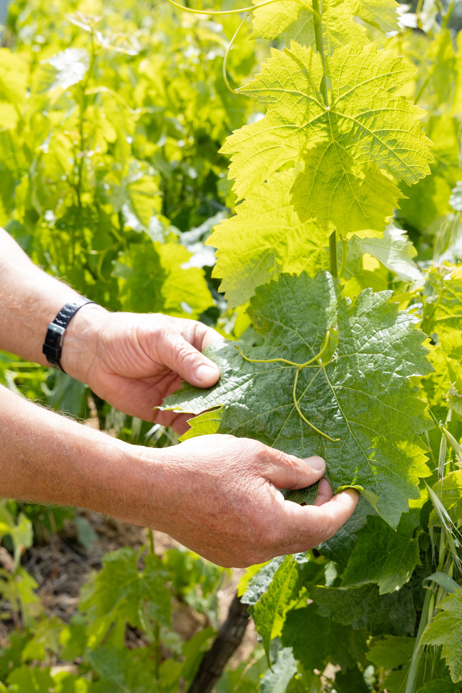 Caminhada pelas vinhas - Quinta do Sampayo