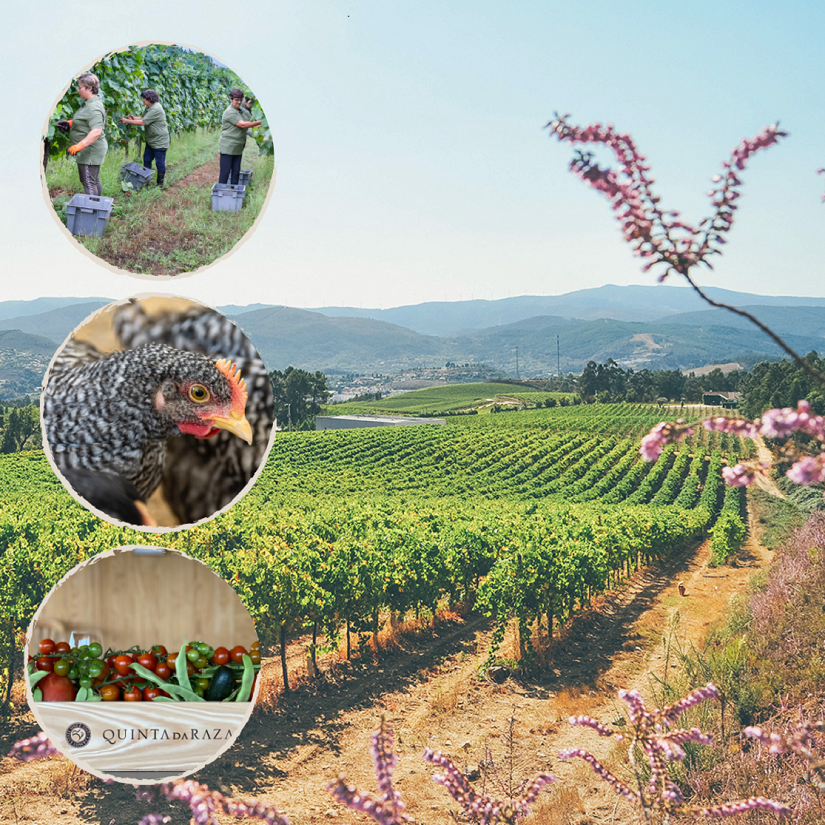 Percurso Pedestre pelas Vinhas, Horta Biológica e Quinta dos Animais da Raza com Prova de Vinhos - Quinta da Raza