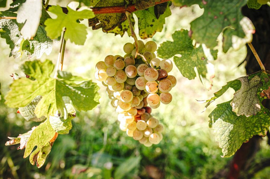 Vinho Verde Wine Experience - Casa Lata