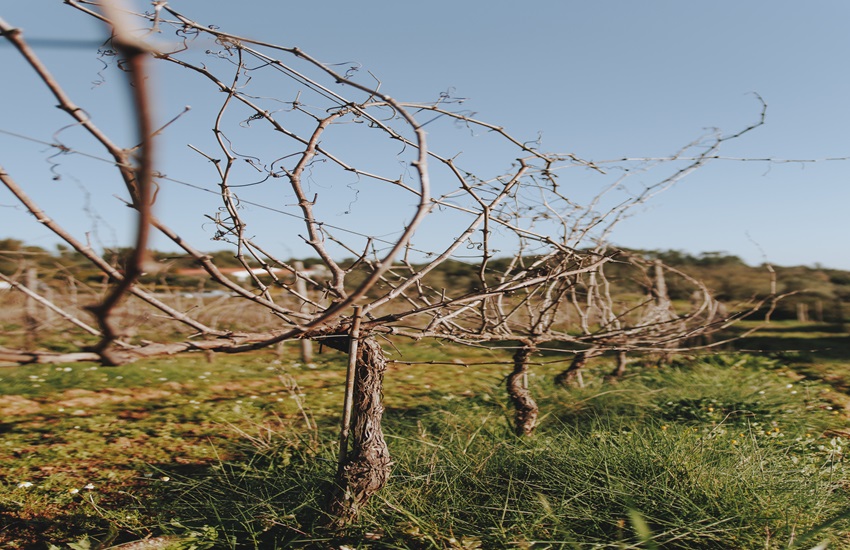 Sabores e Sensações: Prova de Vinhos com Vinoterapia - Margaval Vinhos