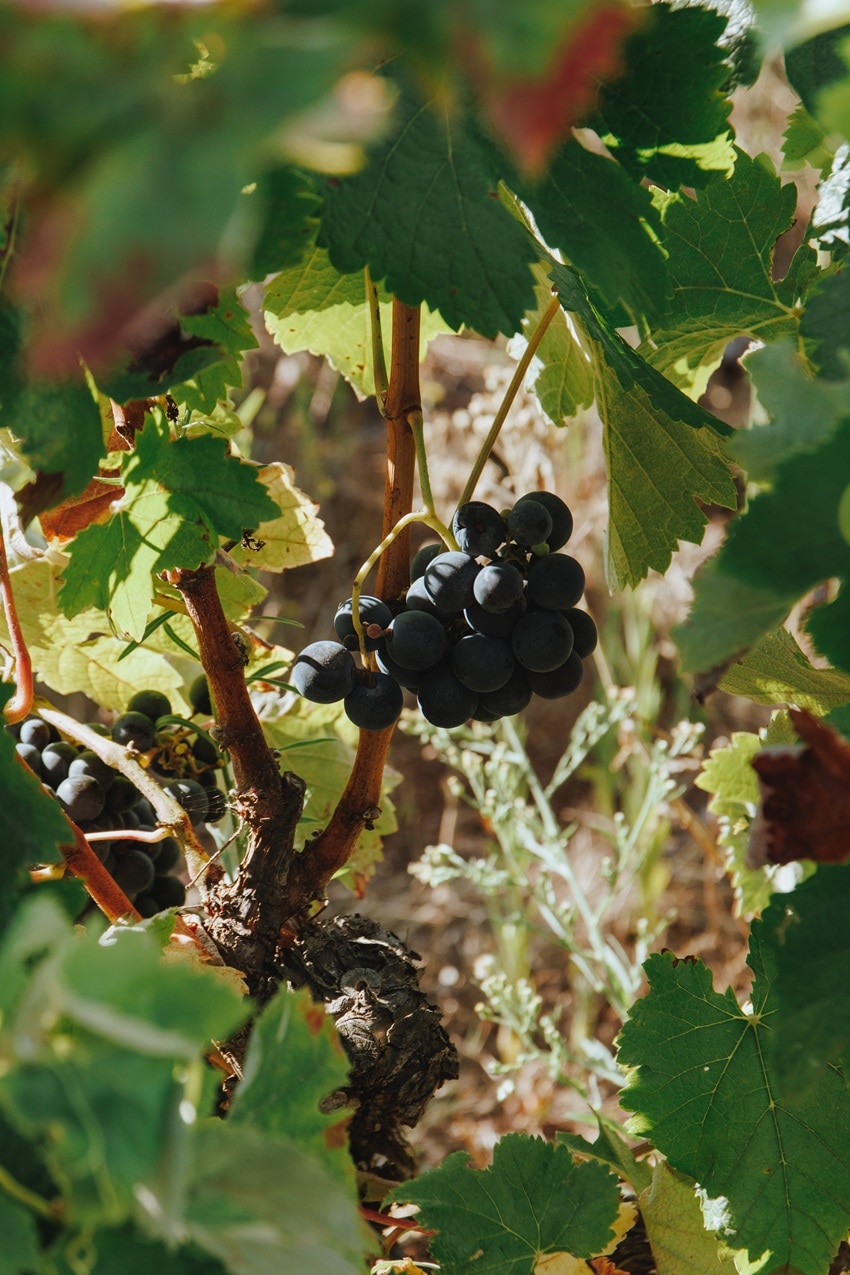 Piquenique Vínico a Dois - Margaval Vinhos