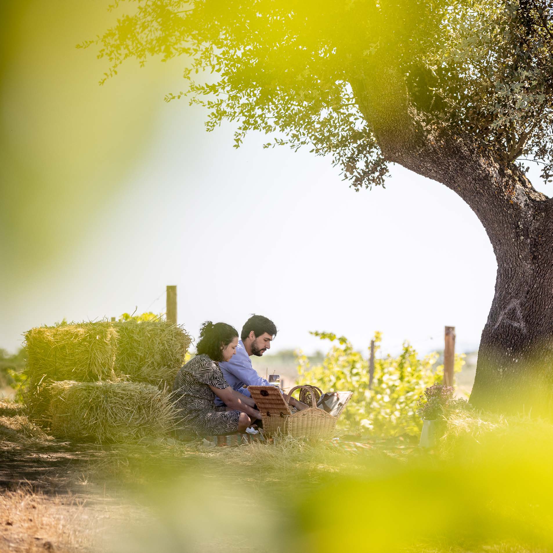 Piquenique Na Vinha - Adega Mayor