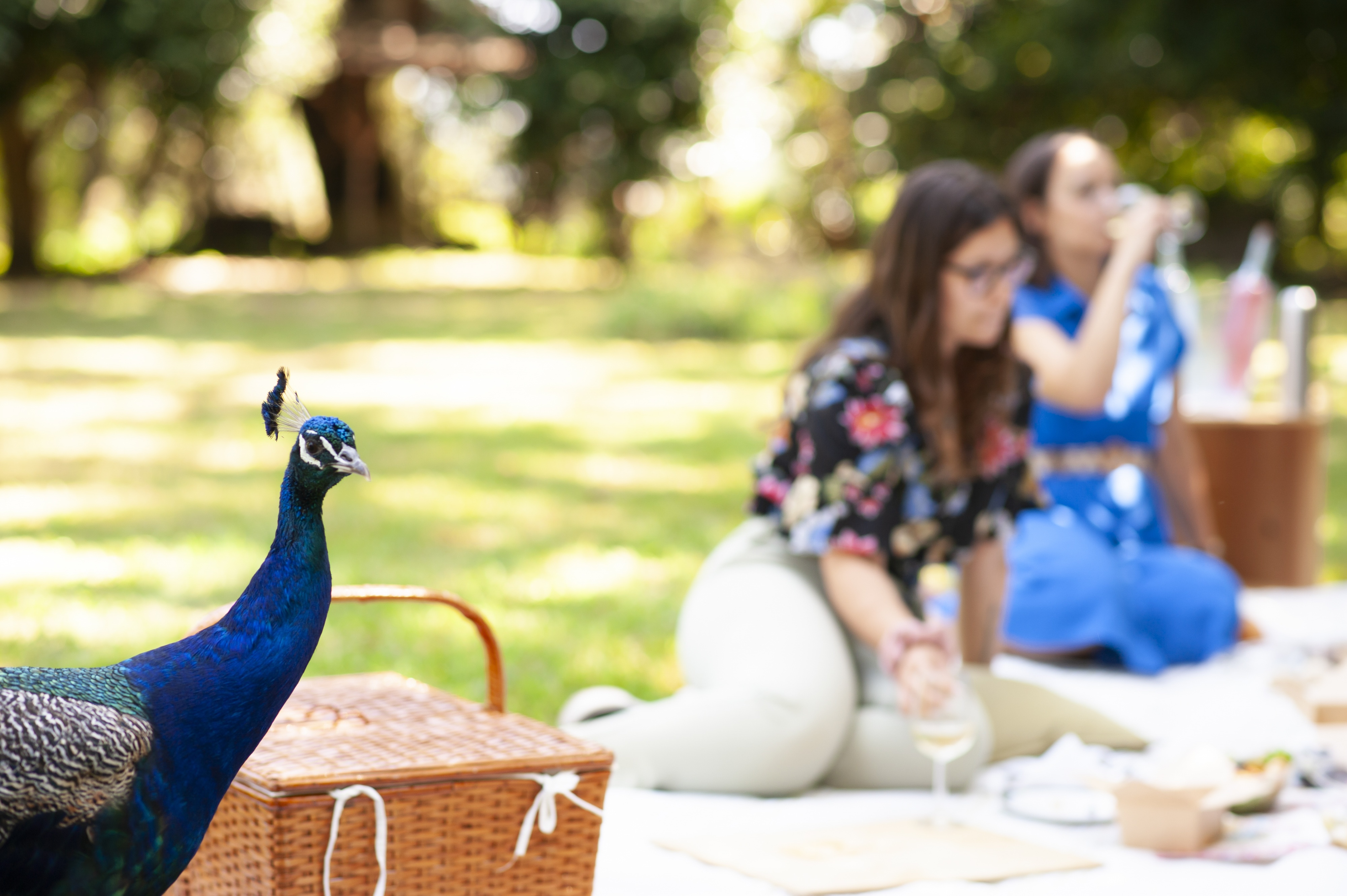 Visita Guiada e Piquenique Premium na Quinta - Aveleda