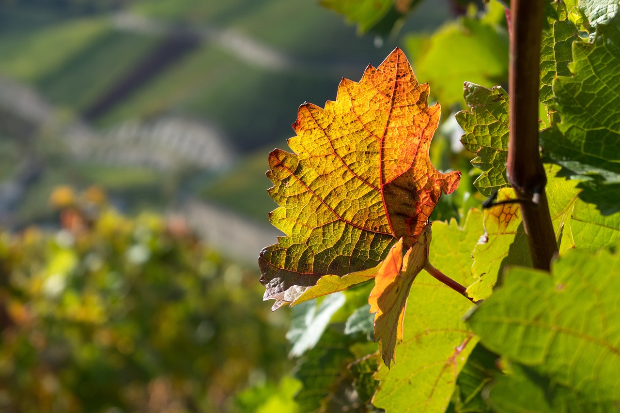 Portugal’s Wine Mosaic: A Journey Through Geographical Indications and DOCs