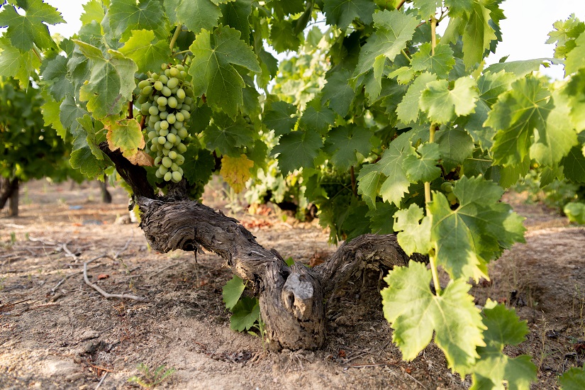 Vinhas Centenárias - Adega Vidigueira
