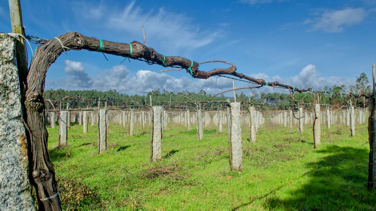 Vinho Verde